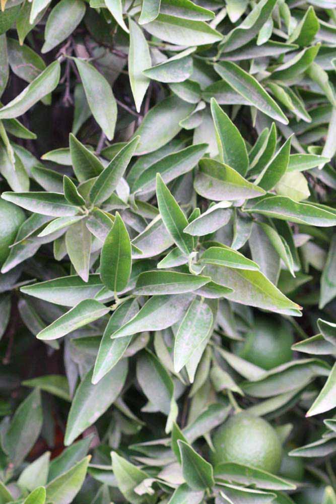              Sun leaves (Riverside, CA)       